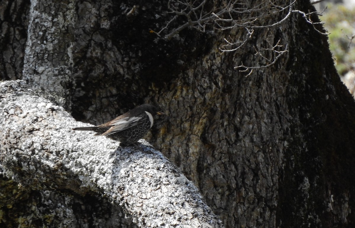 Ring Ouzel - BLAS LOPEZ