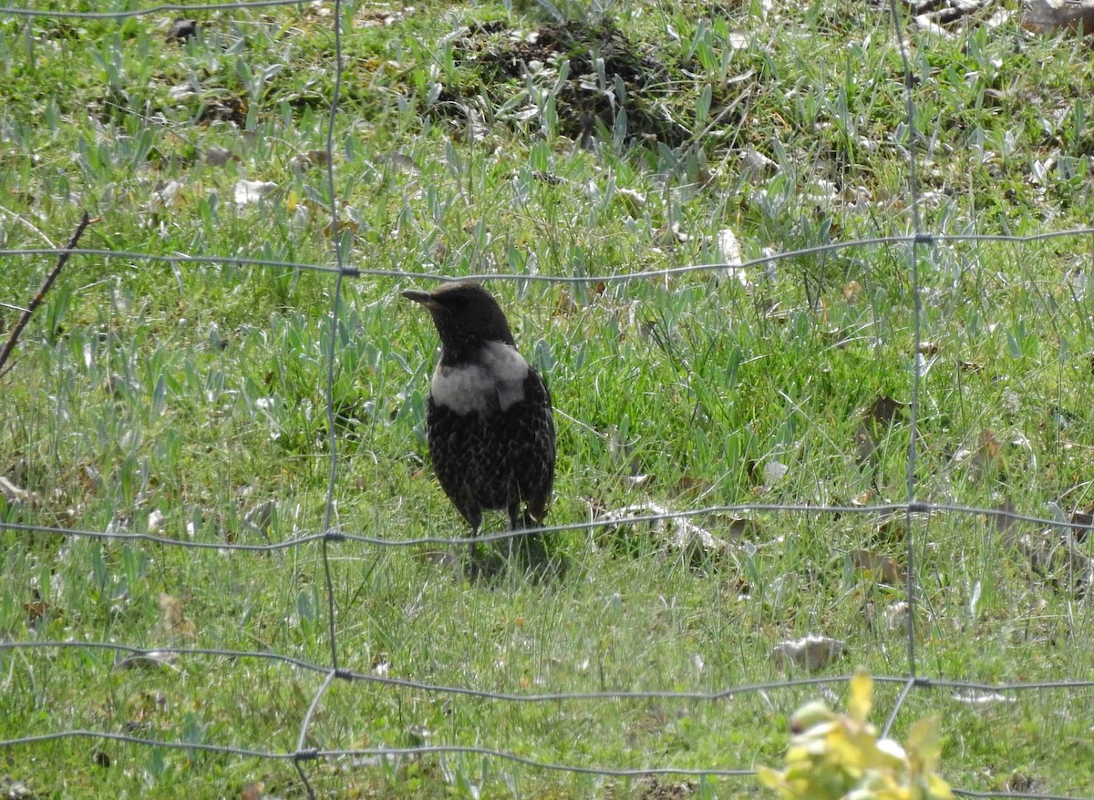 Ring Ouzel - ML436651341