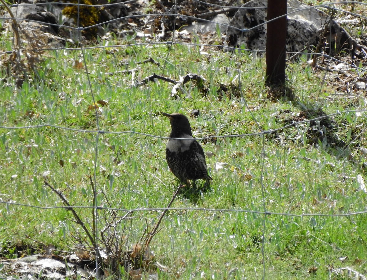 Ring Ouzel - ML436651351