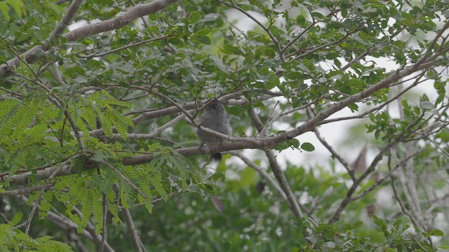 Planalto Slaty-Antshrike - ML436651701