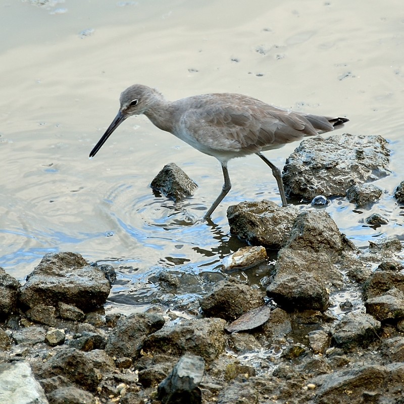 Willet - ML43665171