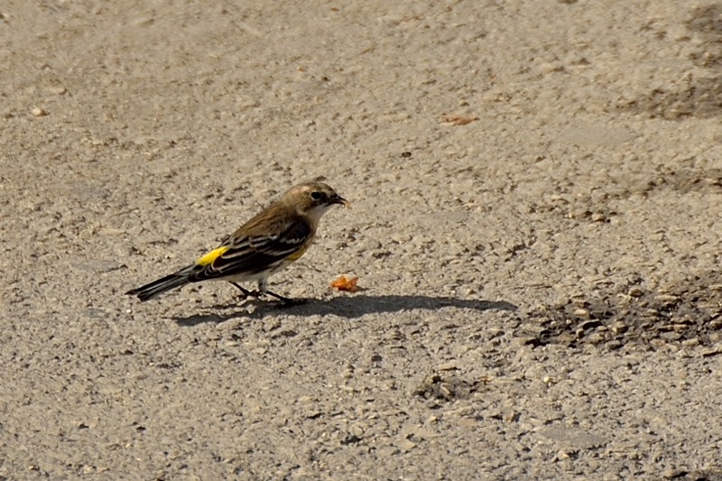 Yellow-rumped Warbler - ML43665251