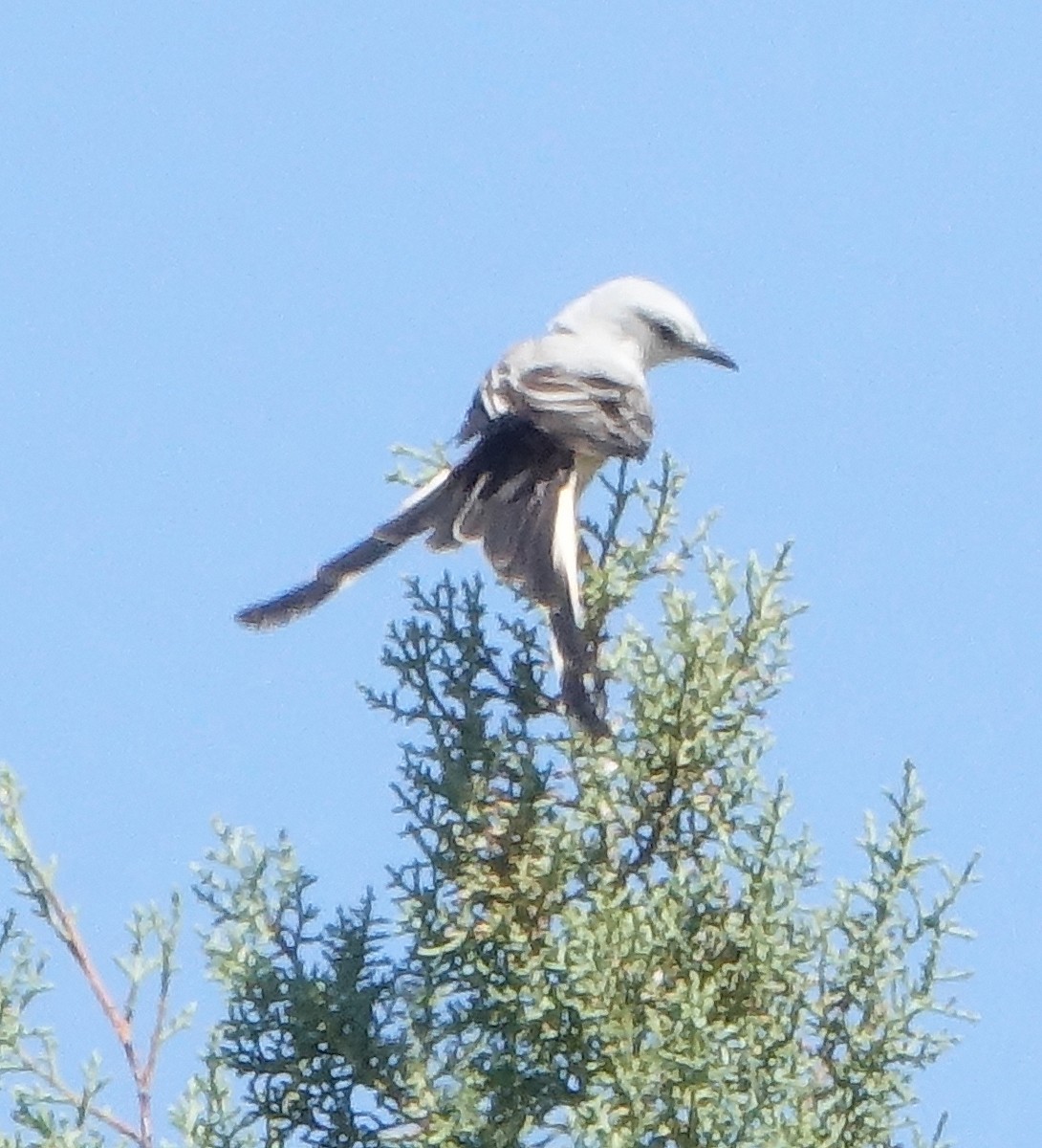 Scissor-tailed Flycatcher - ML436652801