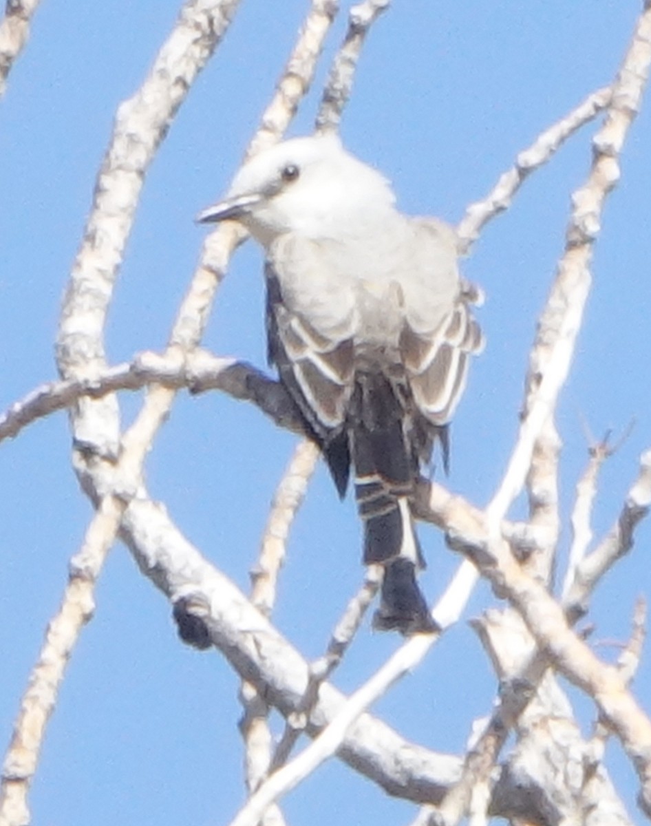 Scissor-tailed Flycatcher - ML436652941