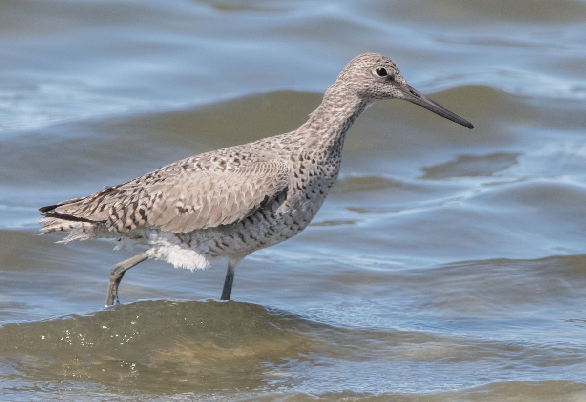 Willet - Margaret & Fred Parkes