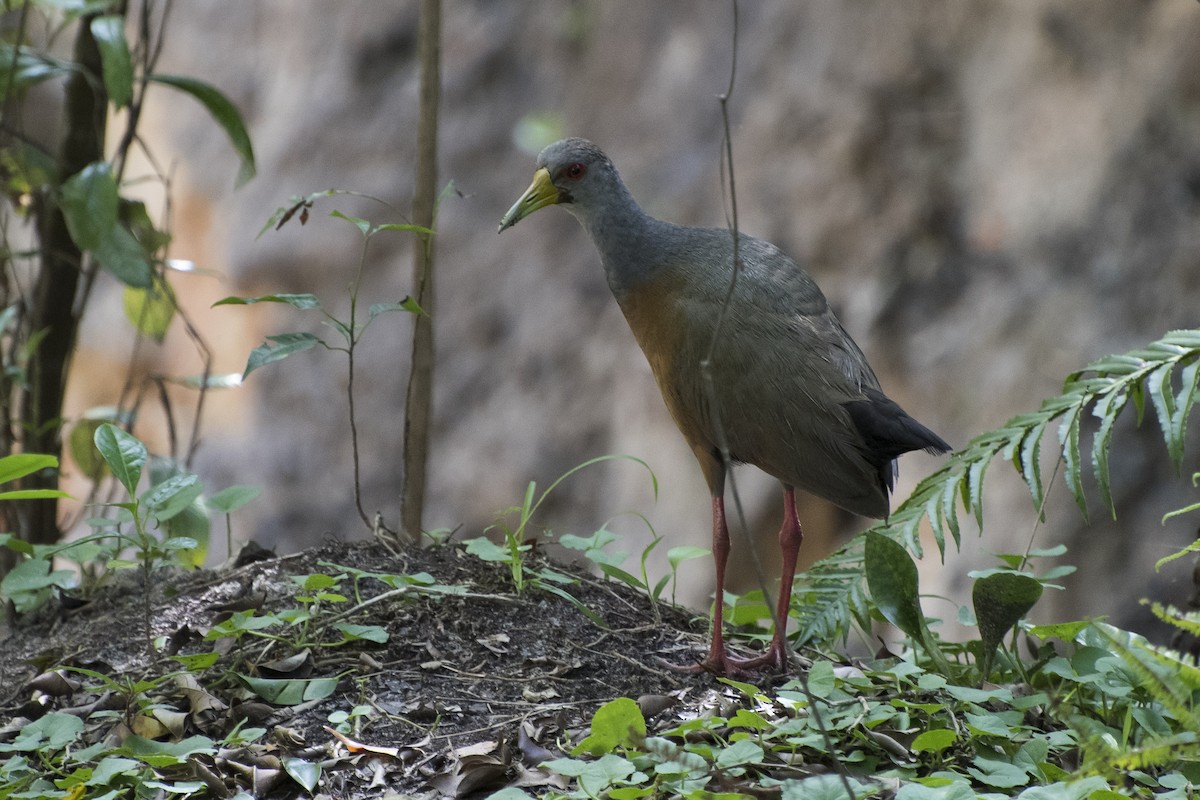 Gray-cowled Wood-Rail - ML43665321