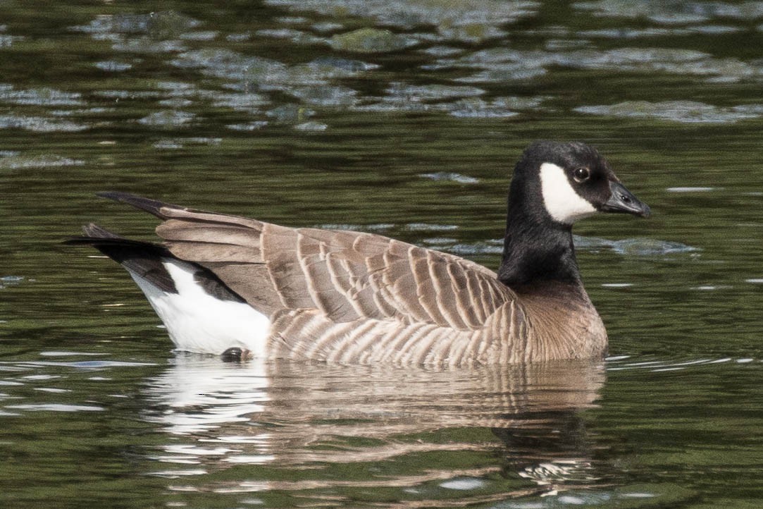 Cackling Goose - ML43665341