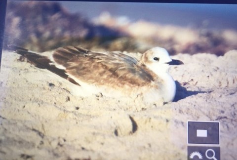 Sabine's Gull - Thomas Ledford