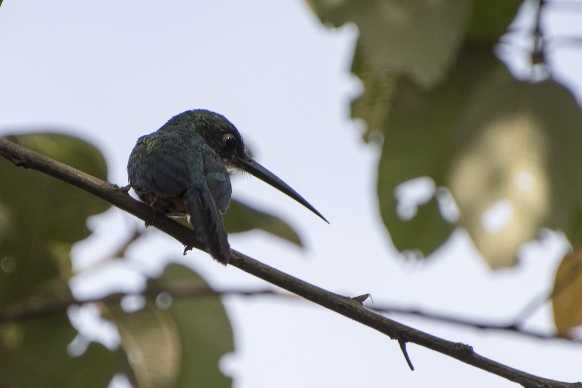 Rufous-tailed Jacamar - ML43665411