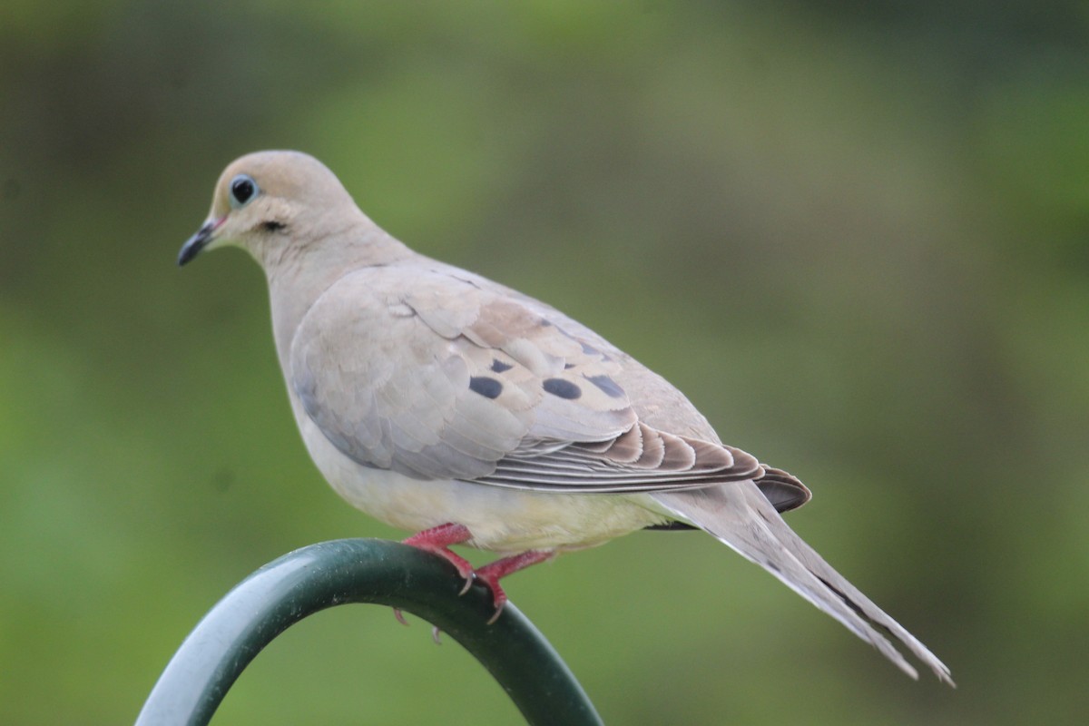 Mourning Dove - ML436654371