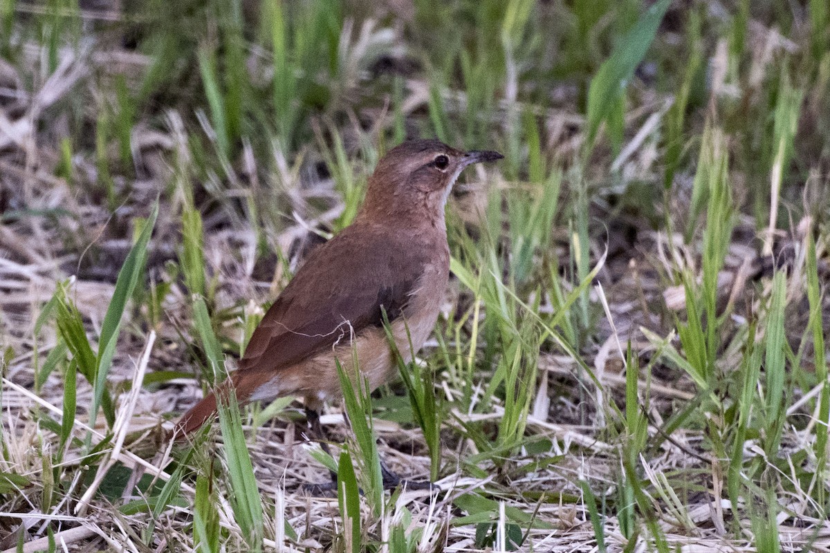 Rufous Hornero - ML43665461