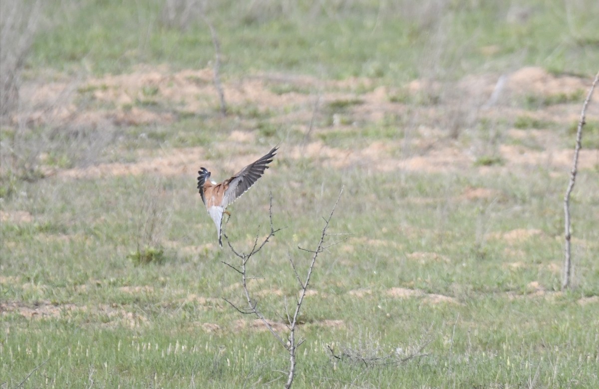 Lesser Kestrel - ML436654651