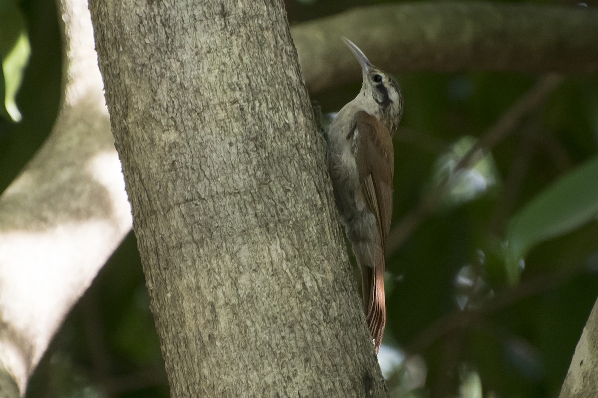 Narrow-billed Woodcreeper - ML43665481