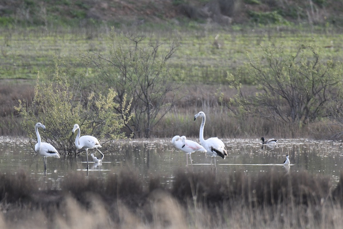 Greater Flamingo - ML436654821