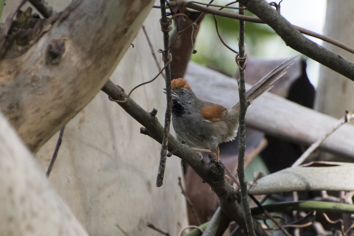 Spix's Spinetail - ML43665561