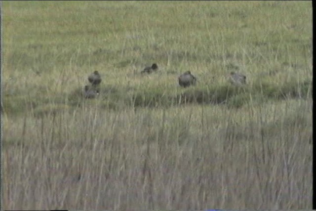 Yellow-billed Pintail (South American) - ML436656