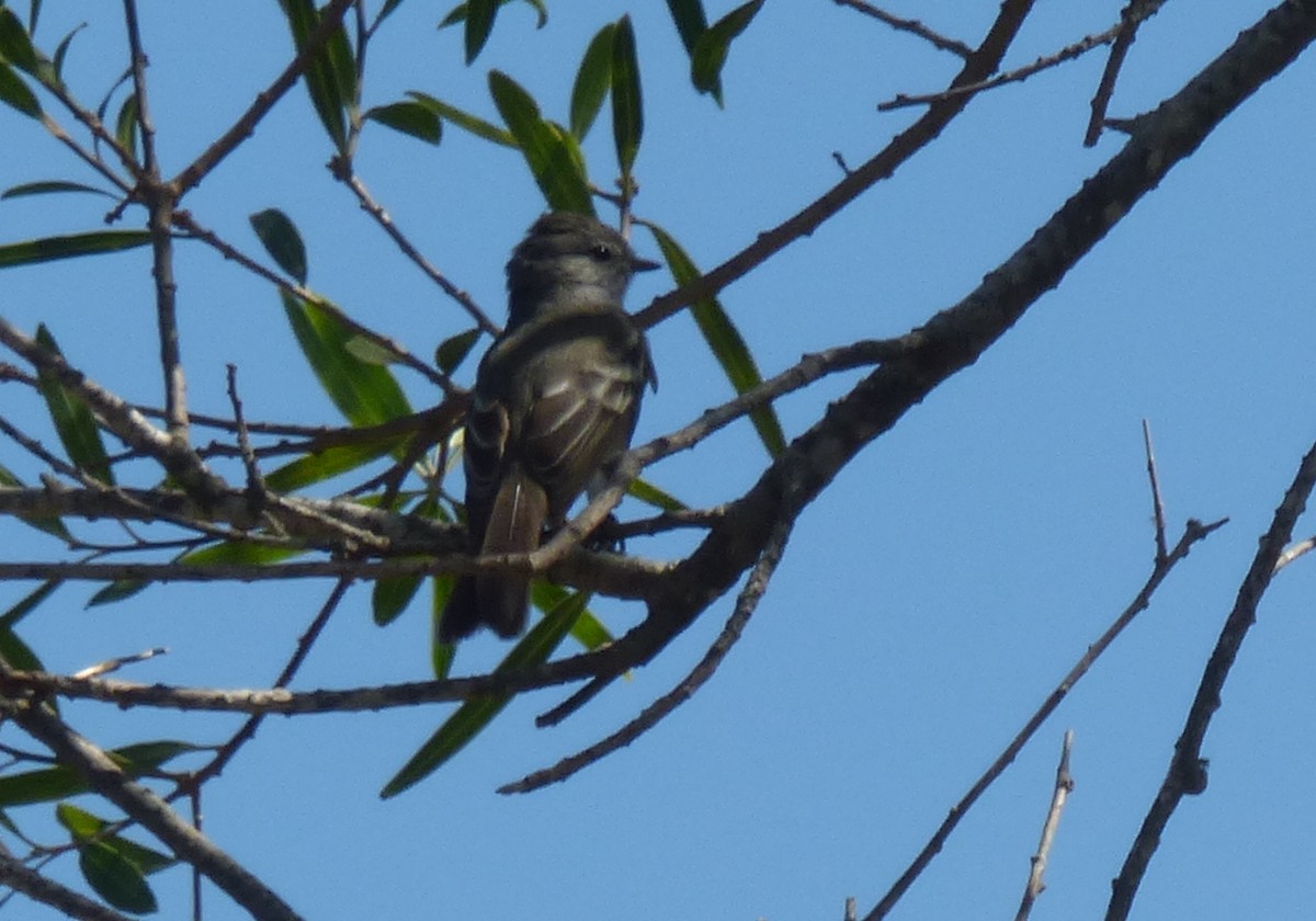 Southern Scrub-Flycatcher - ML436656081