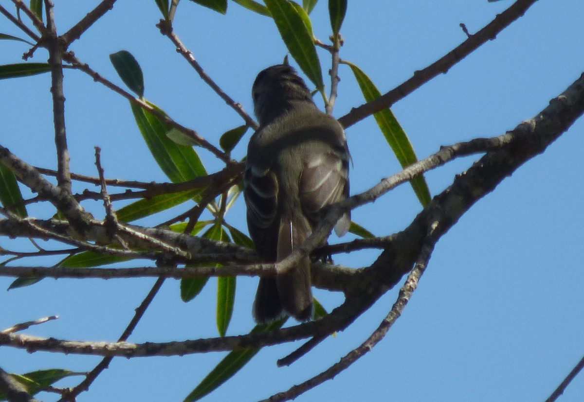 Southern Scrub-Flycatcher - ML436656101