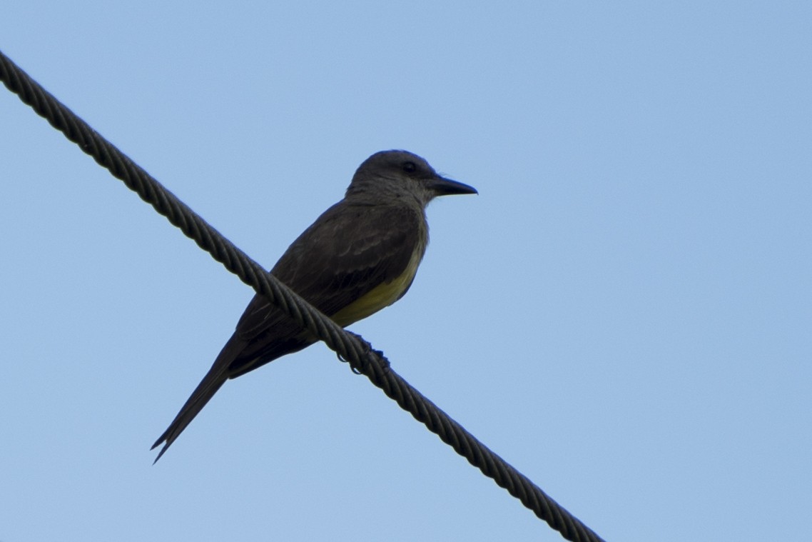 Tropical Kingbird - ML43665631