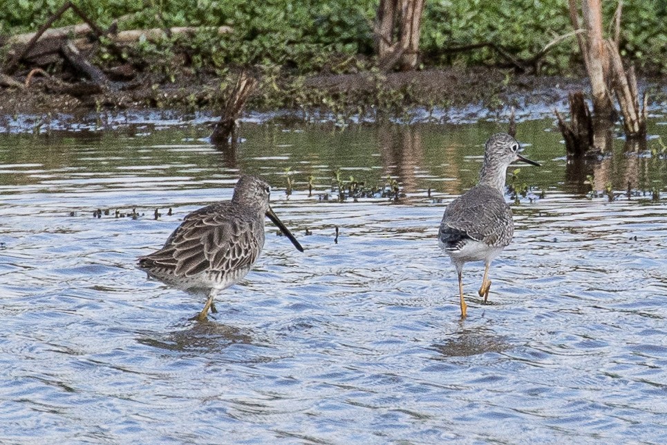 Long-billed Dowitcher - ML43665681