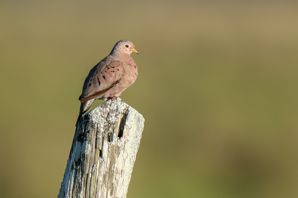 Common Ground Dove - ML436657191