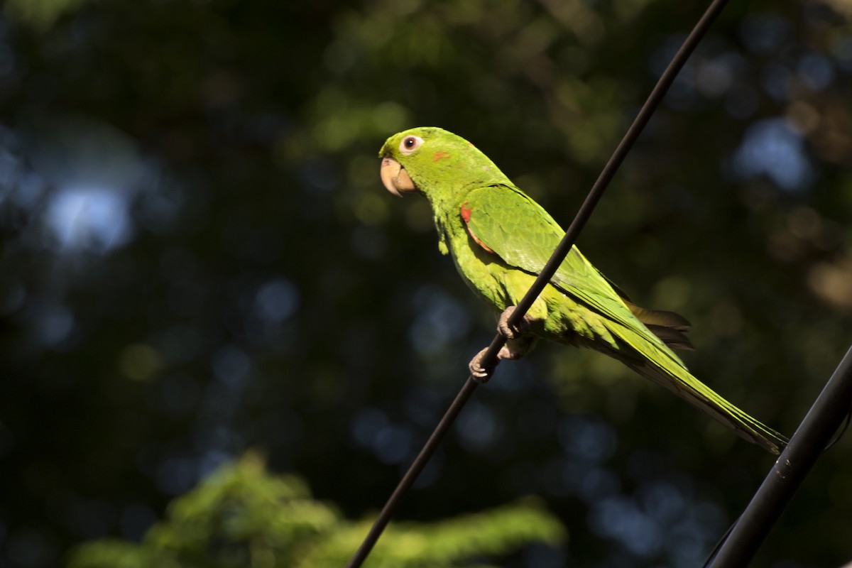 メジロメキシコインコ - ML43665741