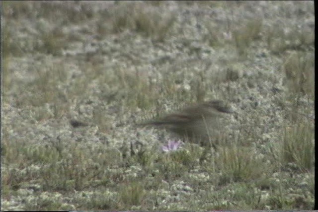 Buff-winged Cinclodes - ML436658