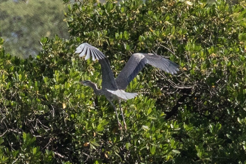 Great Blue Heron - Eric VanderWerf