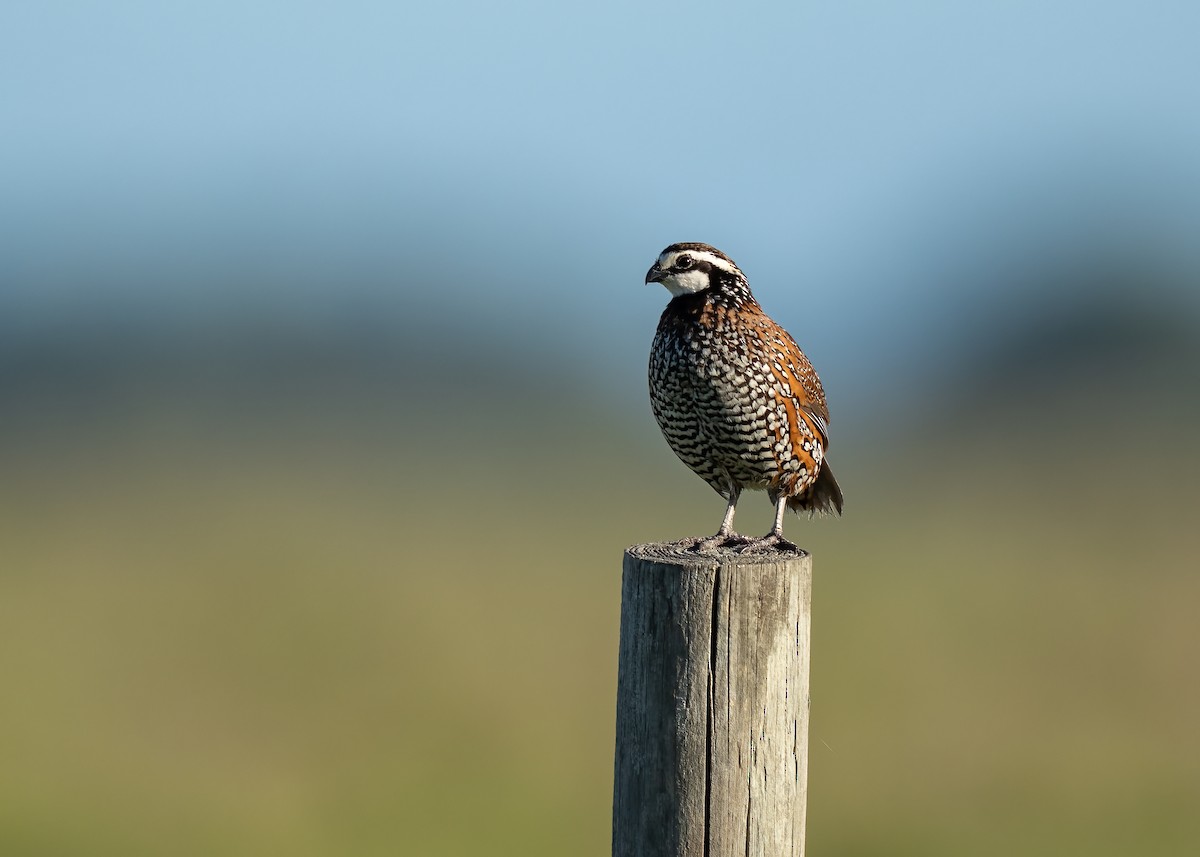 Northern Bobwhite - ML436658951