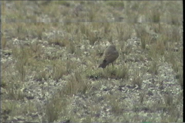 Spot-billed Ground-Tyrant - ML436659