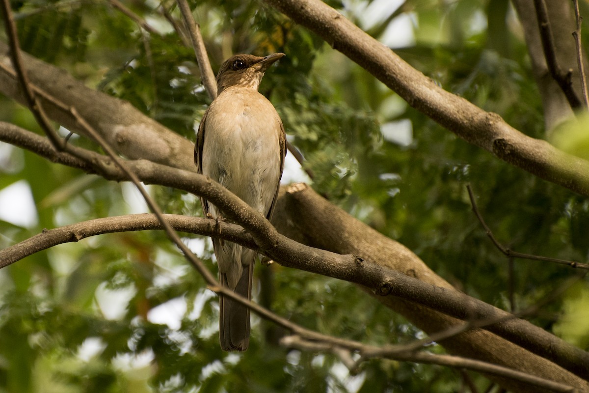 Creamy-bellied Thrush - ML43665901