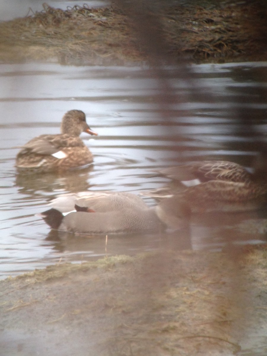 Canard chipeau - ML43665911