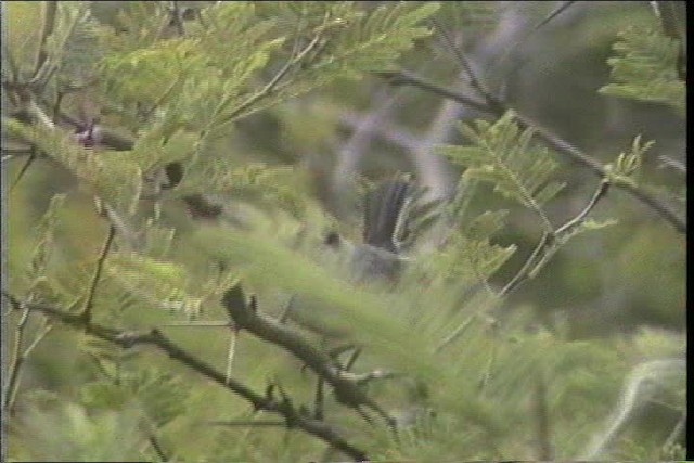 White-browed Gnatcatcher - ML436660