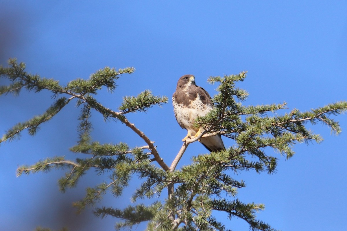 Swainson's Hawk - ML436660161