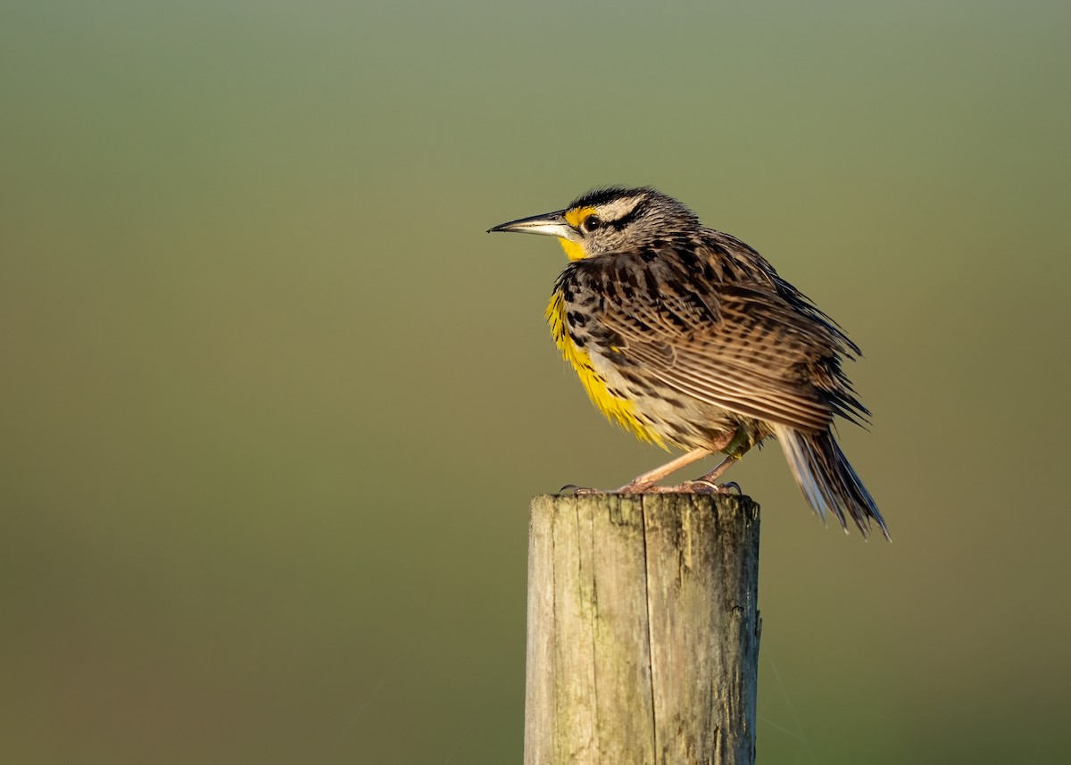 Eastern Meadowlark - ML436660221