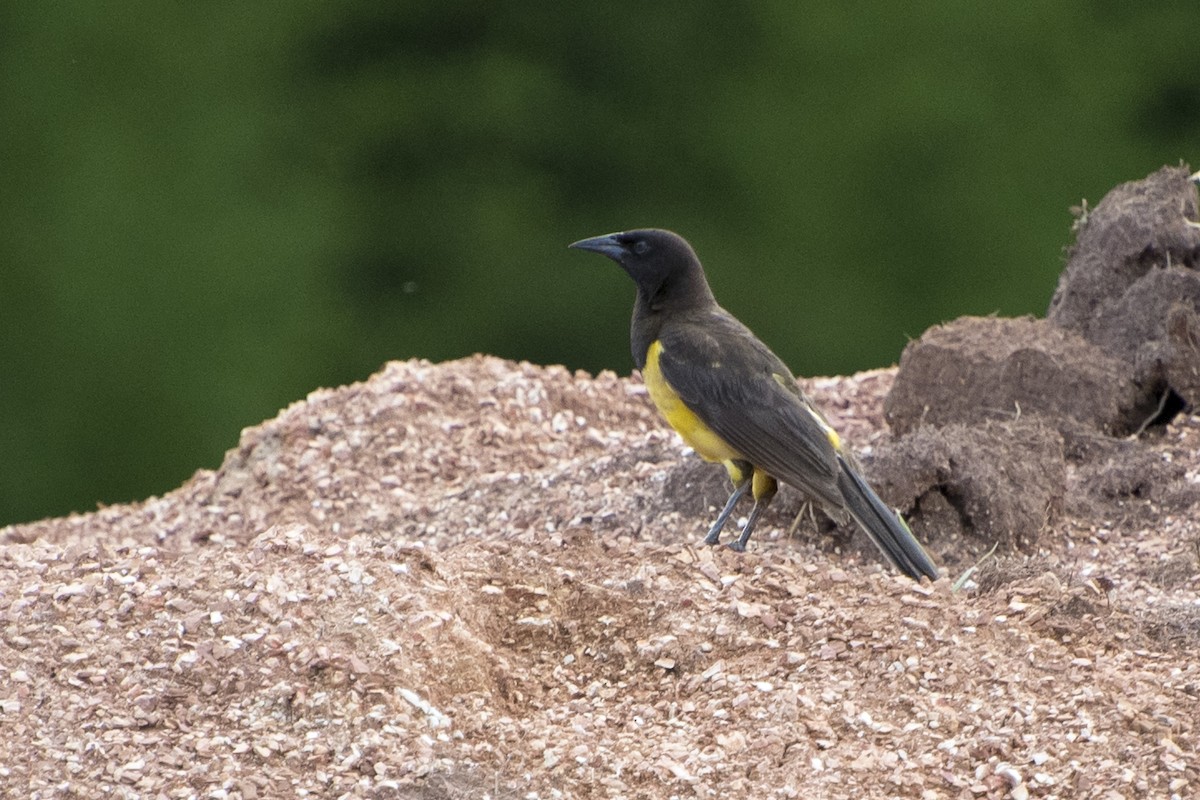 Yellow-rumped Marshbird - ML43666031