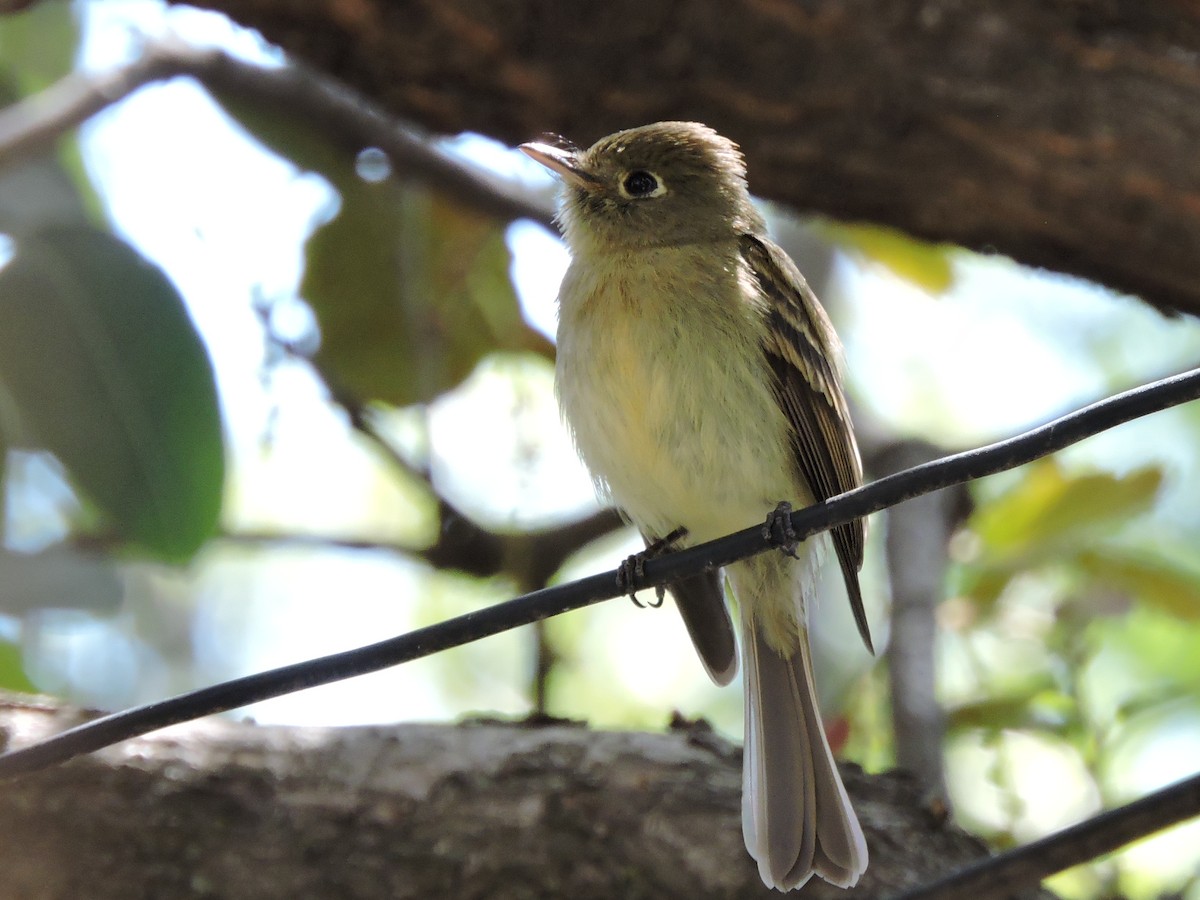 Western Flycatcher (Cordilleran) - ML436660351