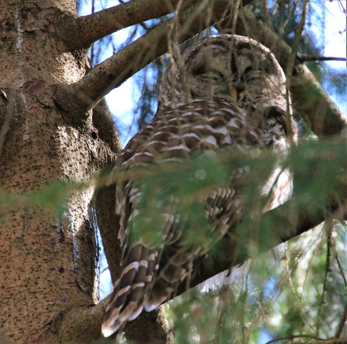 Barred Owl - ML436660371