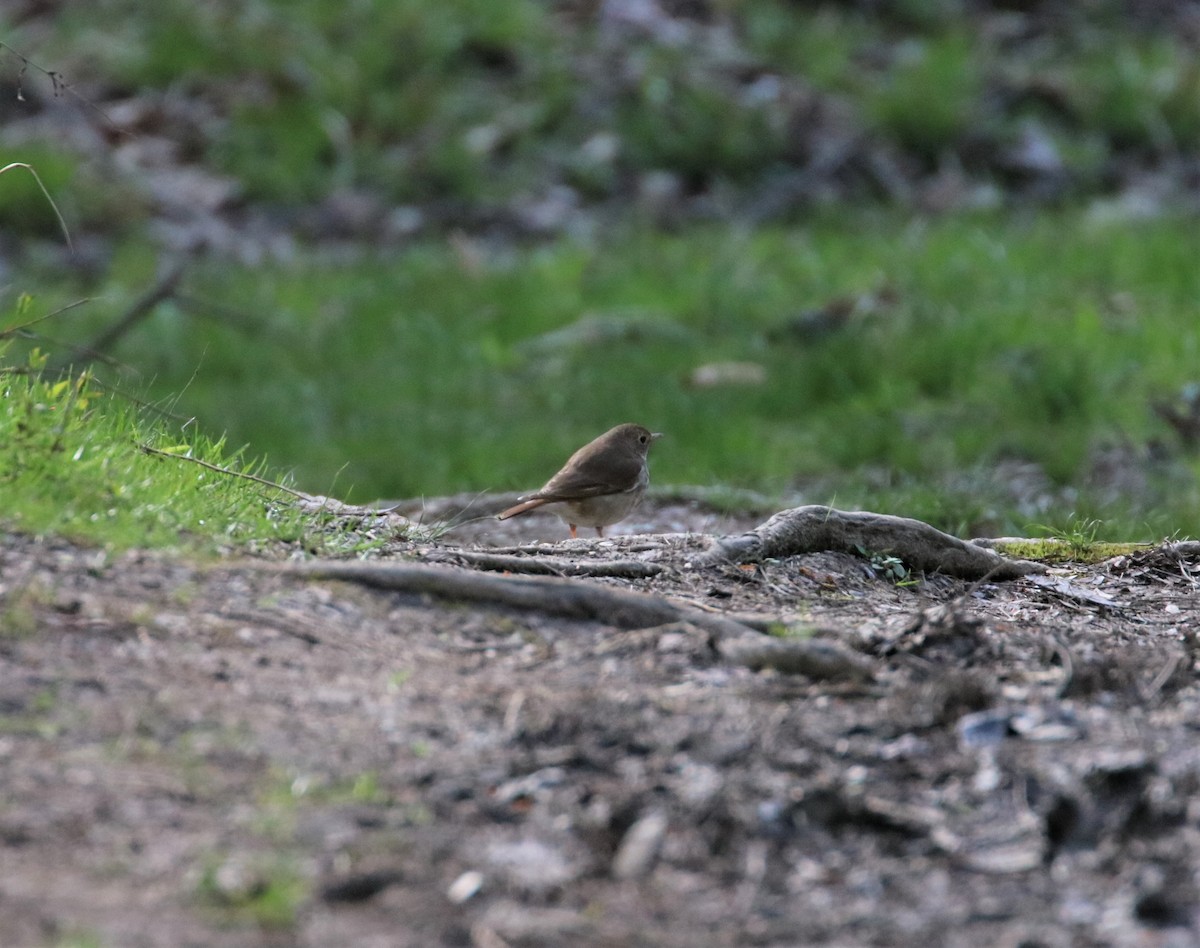 Hermit Thrush - ML436661041