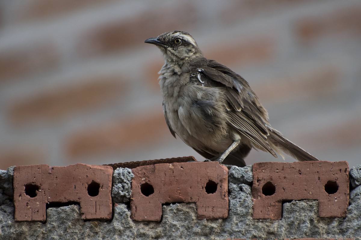 Chalk-browed Mockingbird - ML43666111