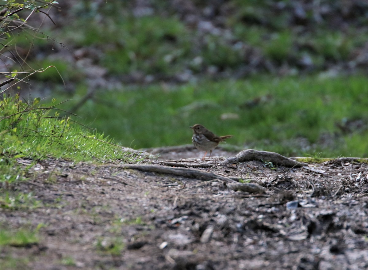 Hermit Thrush - ML436661381