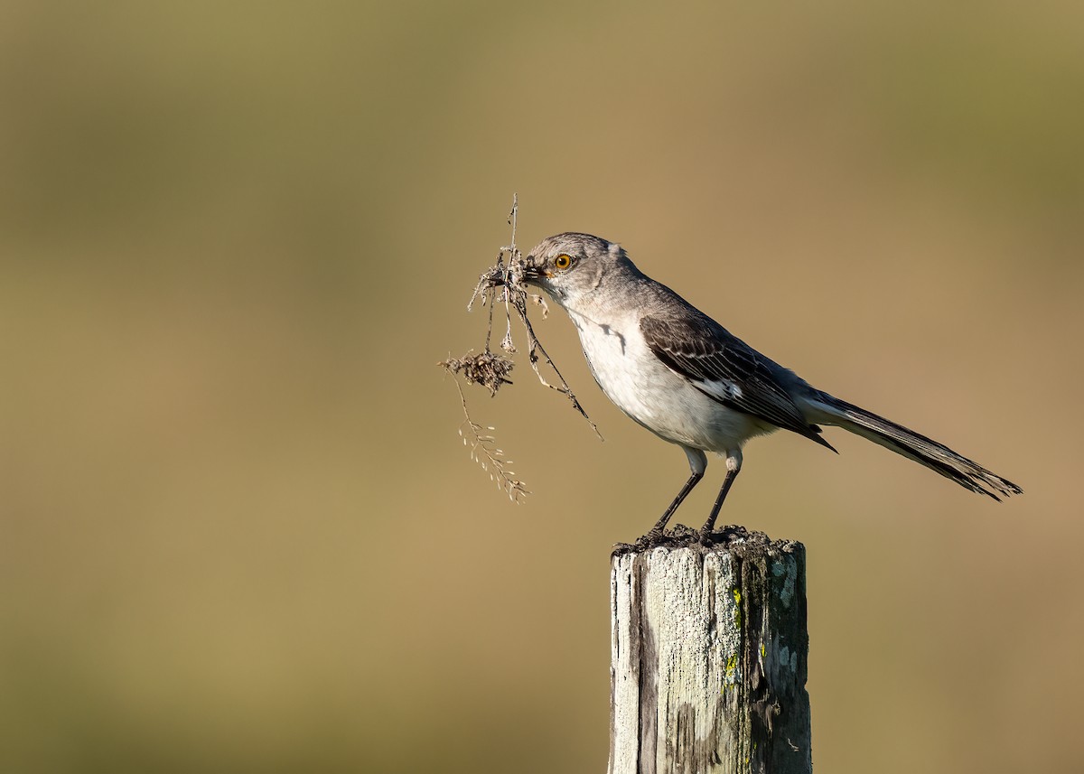 Northern Mockingbird - ML436661851