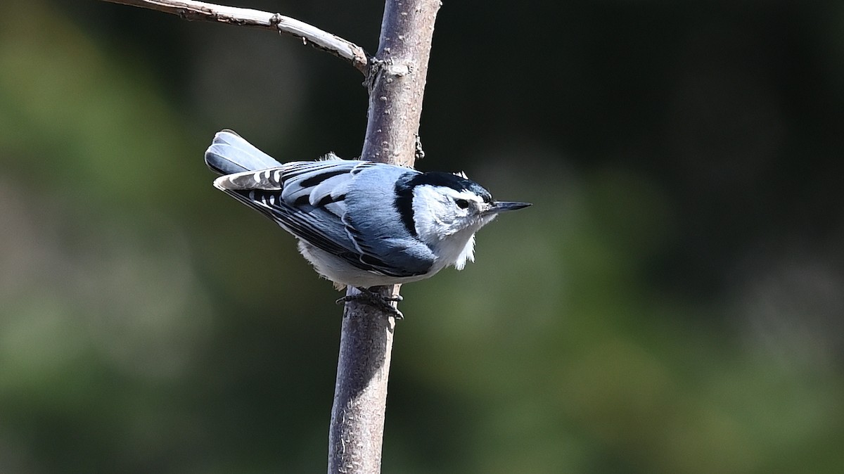 White-breasted Nuthatch - ML436662351