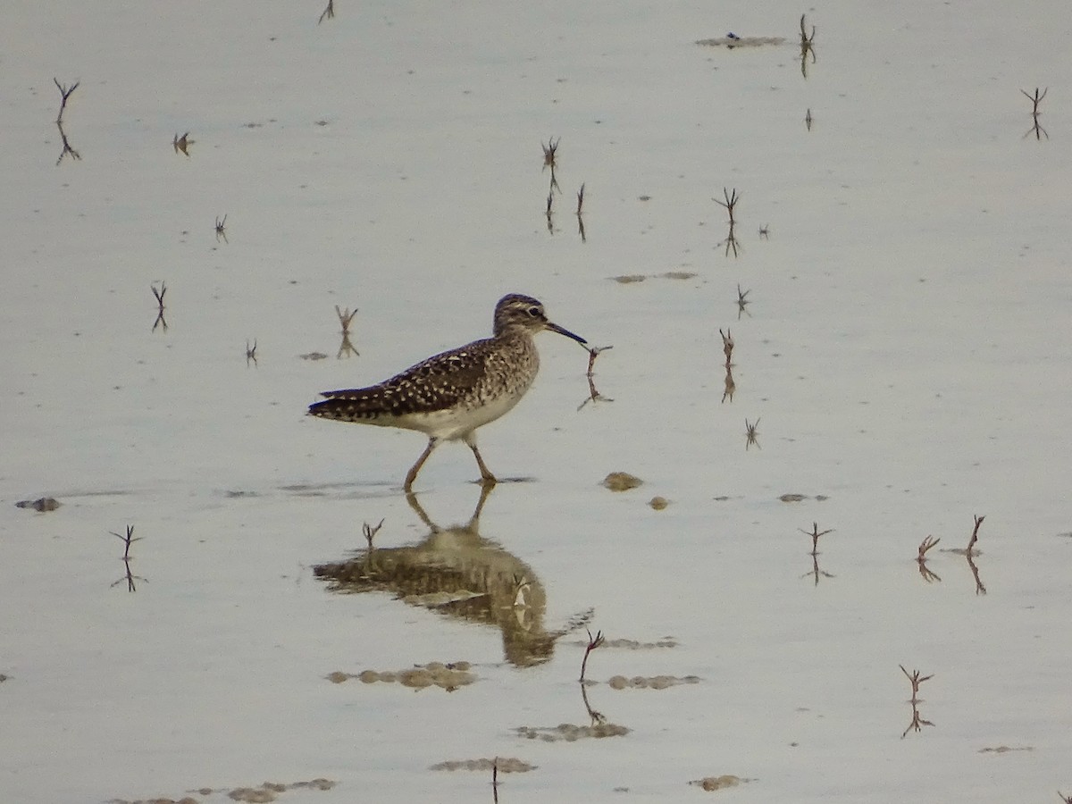 Wood Sandpiper - ML436663491