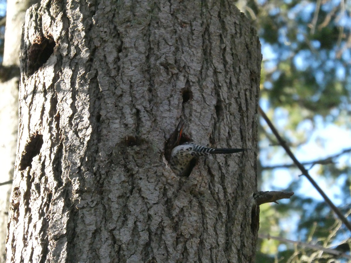 Northern Flicker - ML436664201