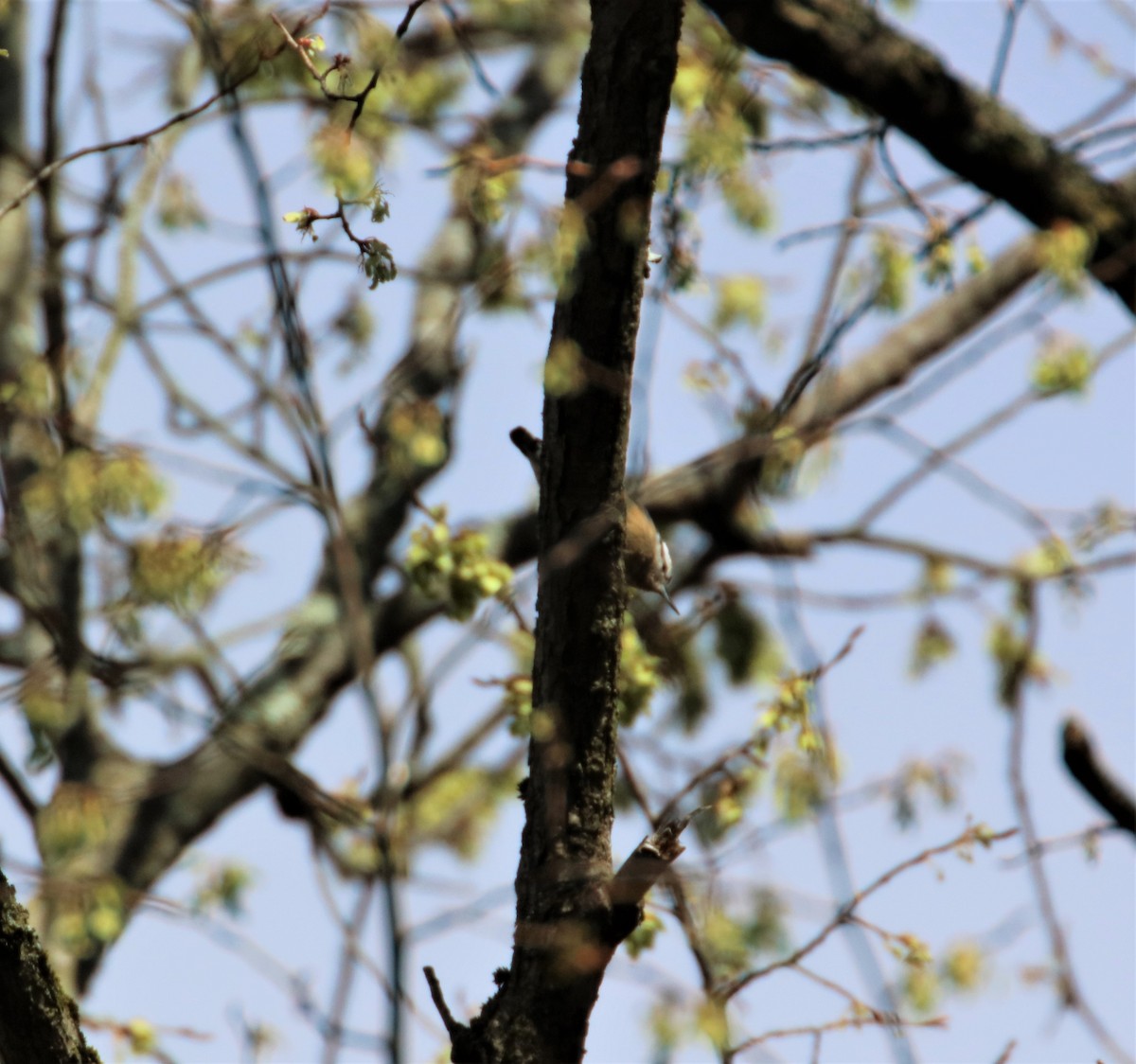 Red-breasted Nuthatch - ML436664441