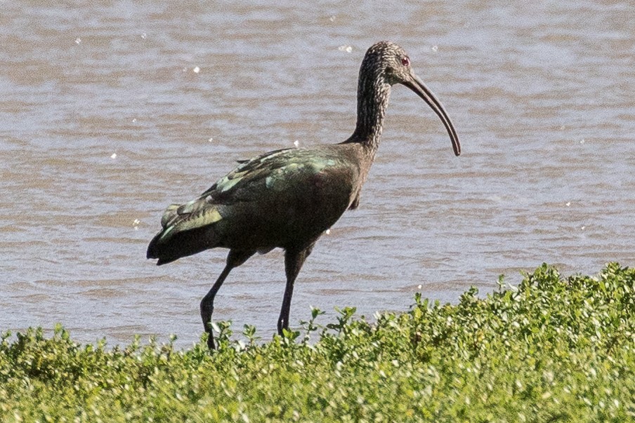 White-faced Ibis - ML43666491