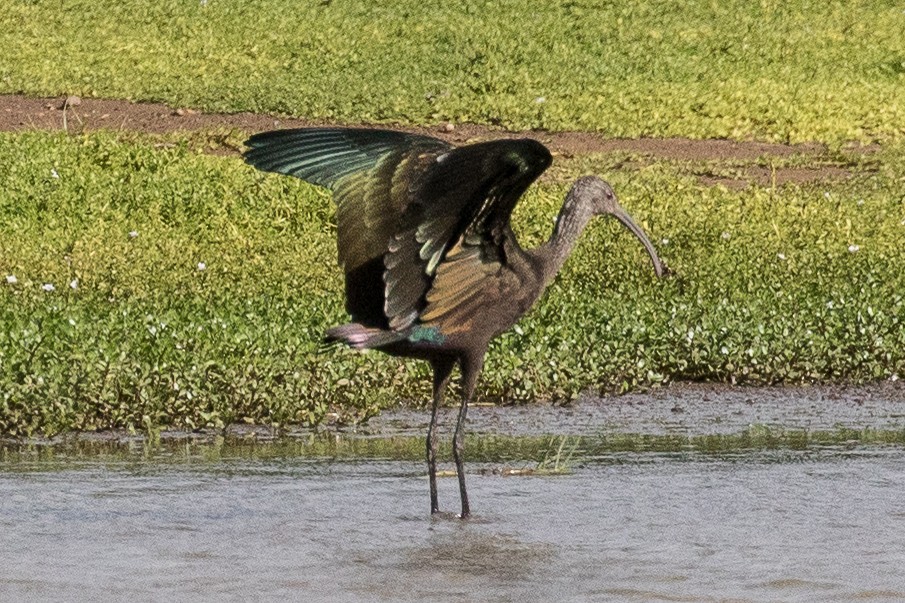 White-faced Ibis - ML43666541