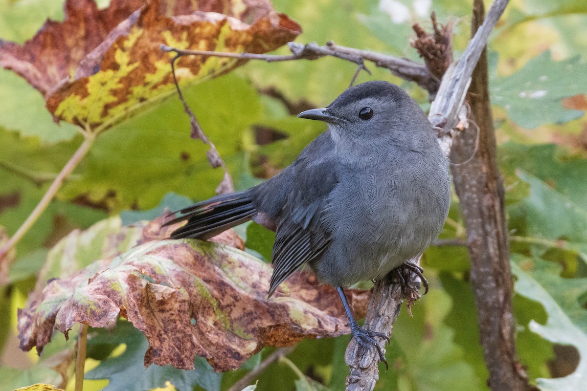 Gray Catbird - ML436667291