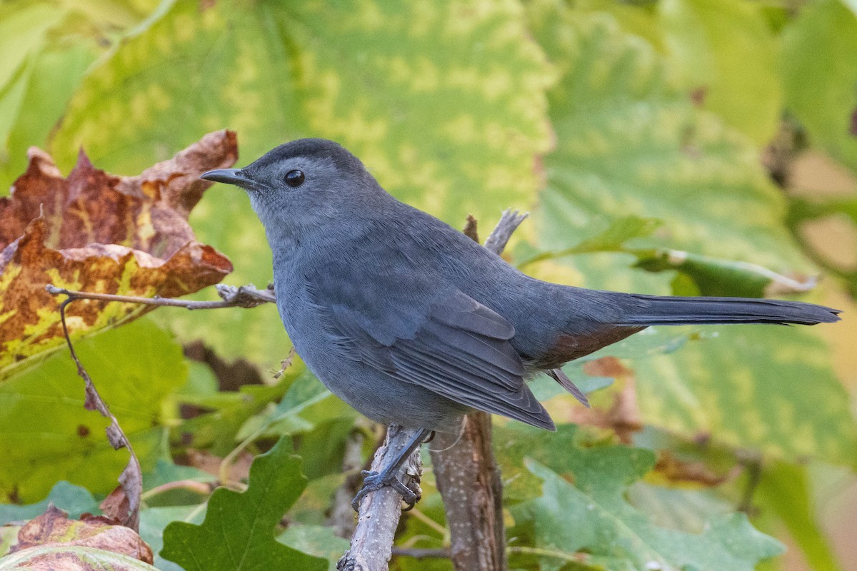 Gray Catbird - ML436667321